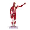 Leshi 78cm Detachable Human Muscle Anatomy Model