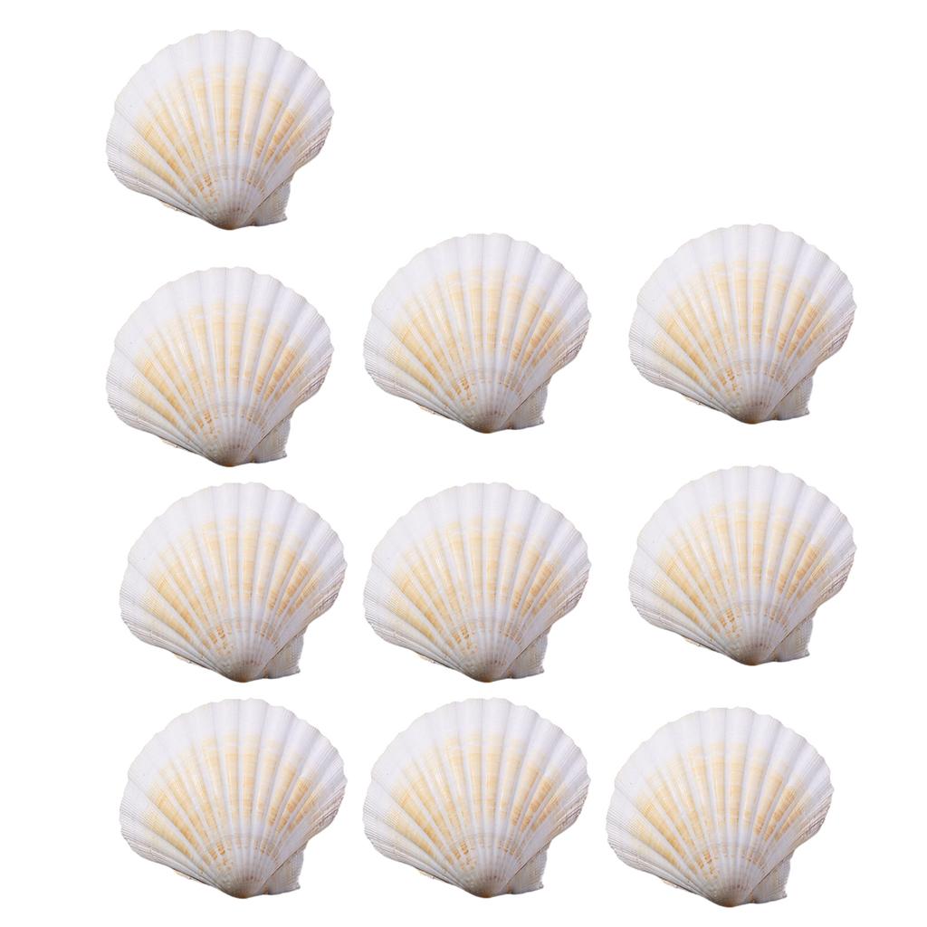 Mehrzweckpackung mit 10 großen, natürlichen Jakobsmuscheln für Bastelarbeiten, stilvollen Schmuck und Heimdekoration