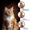 Newly Launched 8-month Anti-flea and Anti-lice Sub-collars for Cats and Dogs In 2020