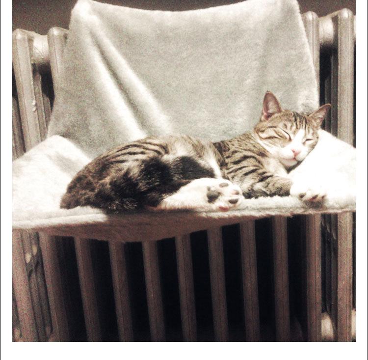 Premium Cat Hammock Nest: Steel Frame Hanging Bed