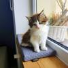 Cleo Heather Windowsill 50 X 20 X 3