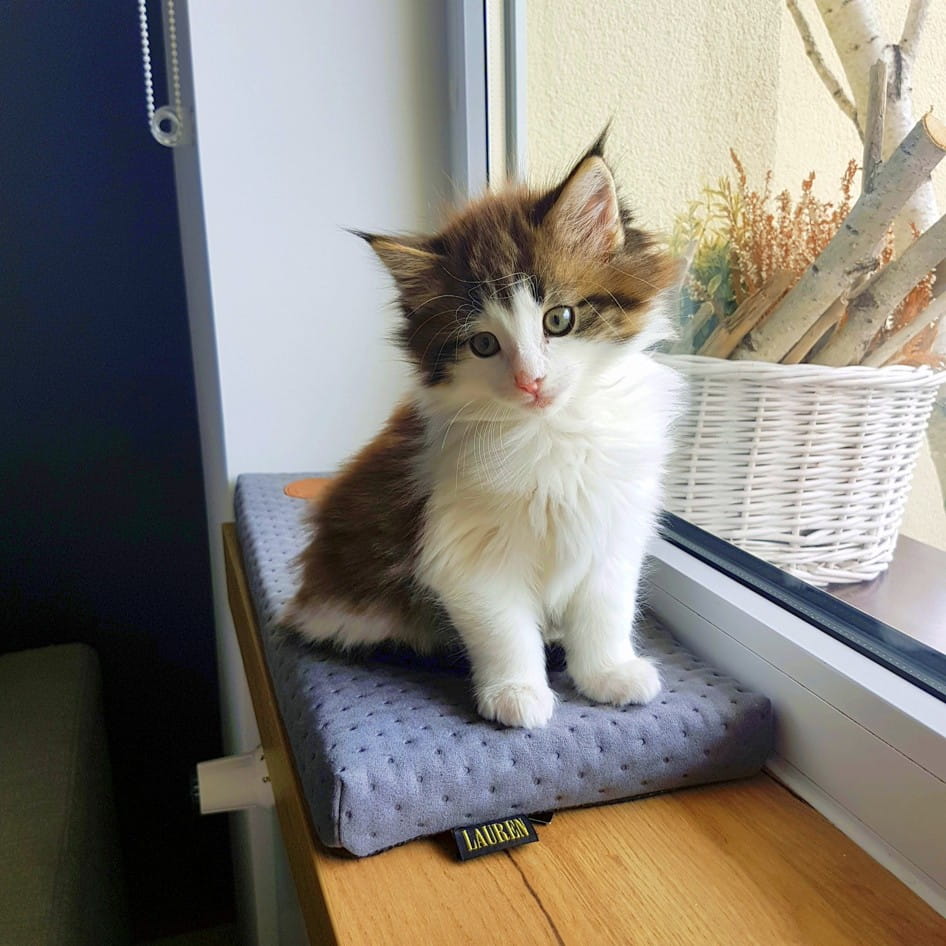 Cleo Heather Windowsill 50 X 20 X 3
