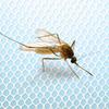 Window Mosquito Net