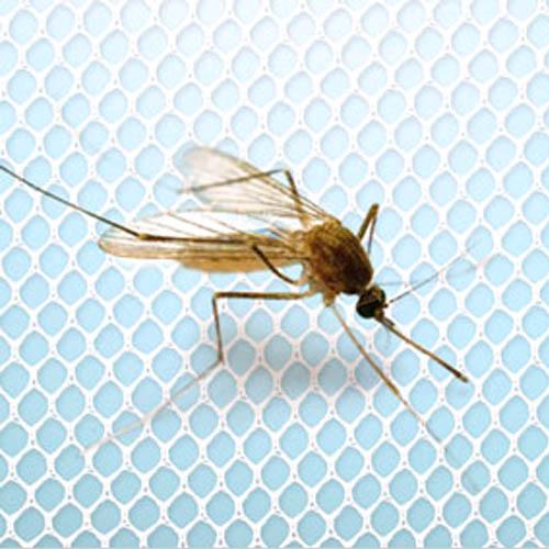Window Mosquito Net