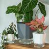 Yousheng Self Watering Planter Plant Pot with Side Water Refill Port Transparent Reservoir Modern Flower Pot with Wick Ropes for Indoor Home Office