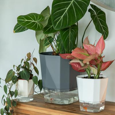 Self Watering Planter Plant Pot with Side Water Refill Port Transparent Reservoir Modern Flower Pot with Wick Ropes for Indoor Home Office Decor