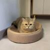 1pc Pet Cat Scratching Board Extra Large Oval Sisal Cat Nest Wear-resistant and Non-shedding Cat Scratching Box Cat Supplies