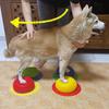 AVC Haustier Hund Pfotenballen Halbkugelförmig Training Nervengleichgewicht Korrektur Muskelschwund Operation Knie Kniescheibe Lendenwirbelsäule Haustierprodukt