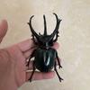 Biographical Analysis of Deer Antler Beetle plus Claw Shaped Insect Beetle Gacha Simulation Animal Movable Joints Figure Playthings