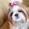 Cute Pet Dog Bow Hair Accessories 10PCS Random Color Puppy Bows Headwear for Small Dogs Pet Gifts