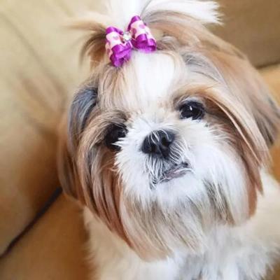 Cute Pet Dog Bow Puppy Hair Accessories Rubber Band Headwear for Small Dogs 10PCS Random Color Bows Pet Hair Clips Gifts