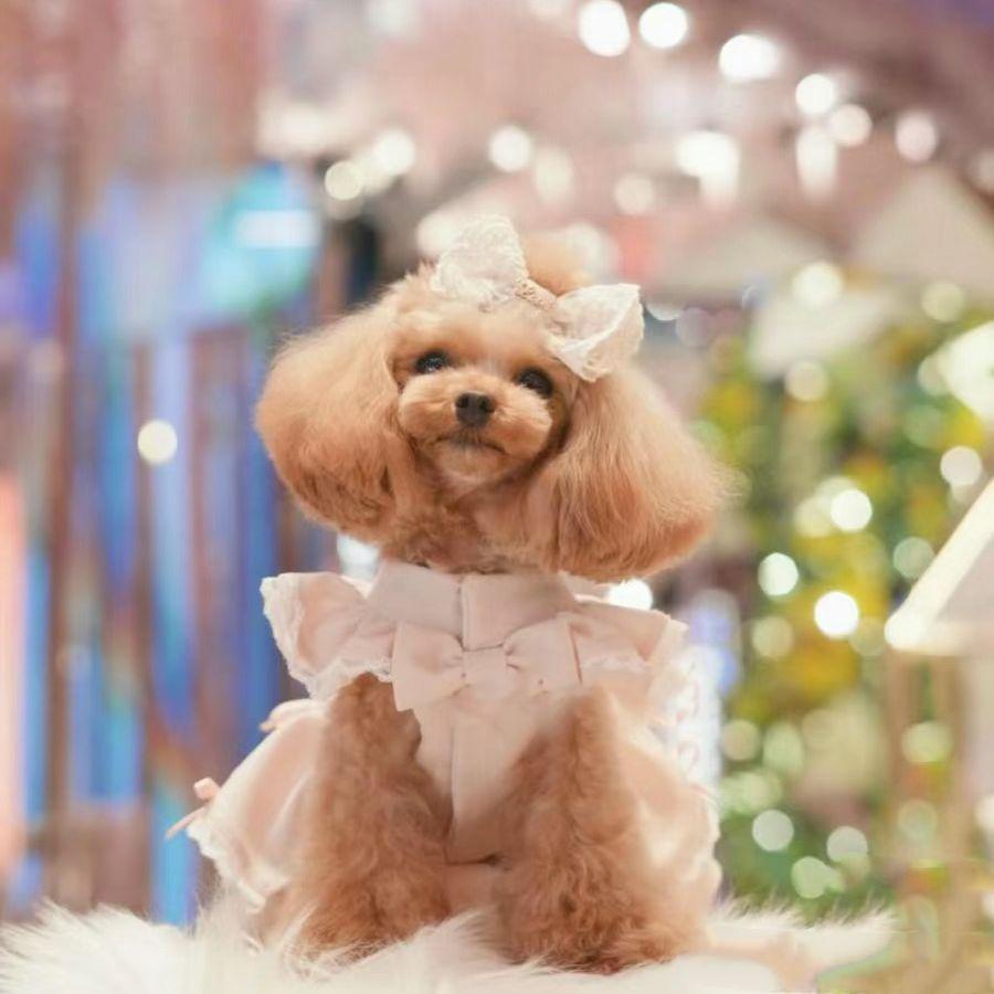 Spring/Summer Thin Butterfly Princess Dress for Small Dogs - Comfortable Pet Apparel.