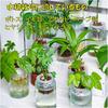 ST TS Hydroponic Plant Holder Cups, Set of 4, Wall-Mounted Hanging Planter, Flower Pot Accessory, Stand for Aquatic Plants and Houseplants