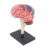 Human Brain Model with Nerve and Brainstem Structure - Educational Aid and DIY Toy