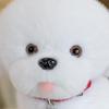 8-Inch Cute Puppy Teddy Bear Plush Toy - Children's Gift Claw Machine Doll