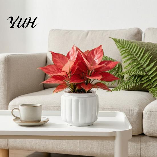 Ceramic Plant Holder Self Watering Pots for Indoor Plants, Plastic Planter with Drainage Wide Mouth Flower Pot Holes, Small Houseplants, African