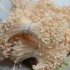 Plaster Artificial Flower Stamens Assorted Colors DIY Craft Flowers for Flower Making Card Making Fabric Flower Brooch