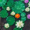 1PC EVA Material Artificial Lily Pads - Realistic Floating Water Lily Leaves for Pond, Koi Fish Pool, Patio, and Aquarium Decor
