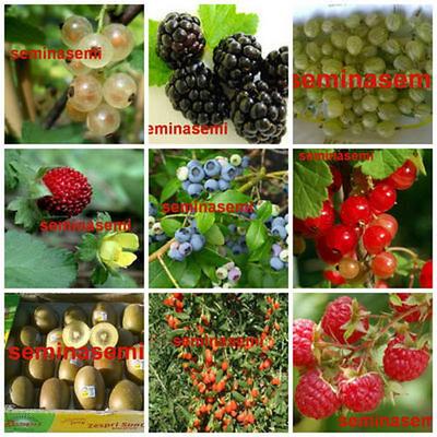 560 Seeds of WILD BERRIES In 9 Rare Varieties - FRESH SEEDS + FREE SHIPPING