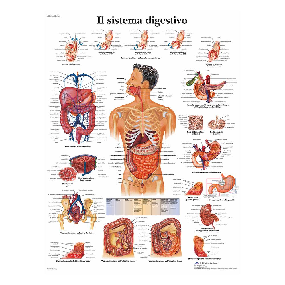 BDSM-дегі құлға берілетін марапаттар мен жазалардың мысалдары Моншадағы жеке жыныстық қатынас
