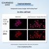 CHANDO Snow Run Whitening & Brightening Lotion