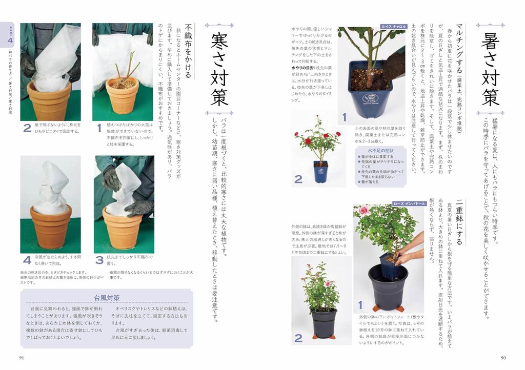 Enjoying Potted Pruning and Cultivation Methods Roses Easy-to-Understand