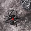 Insects Spider Ring Animal Finger Ring Hip Hop Open Ring  Men
