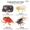 Pediatric Learning Model: Plastic Animal Growth Cycles - Frog, Butterfly, Rooster, Sea Turtle, Chinese Horseshoe Crab