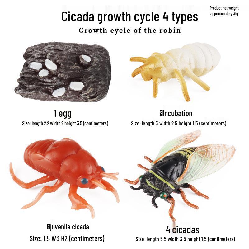 Pediatric Learning Model: Plastic Animal Growth Cycles - Frog, Butterfly, Rooster, Sea Turtle, Chinese Horseshoe Crab