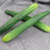 Simulation Cucumber & Bottle Gourd Model - Educational & Photography Props