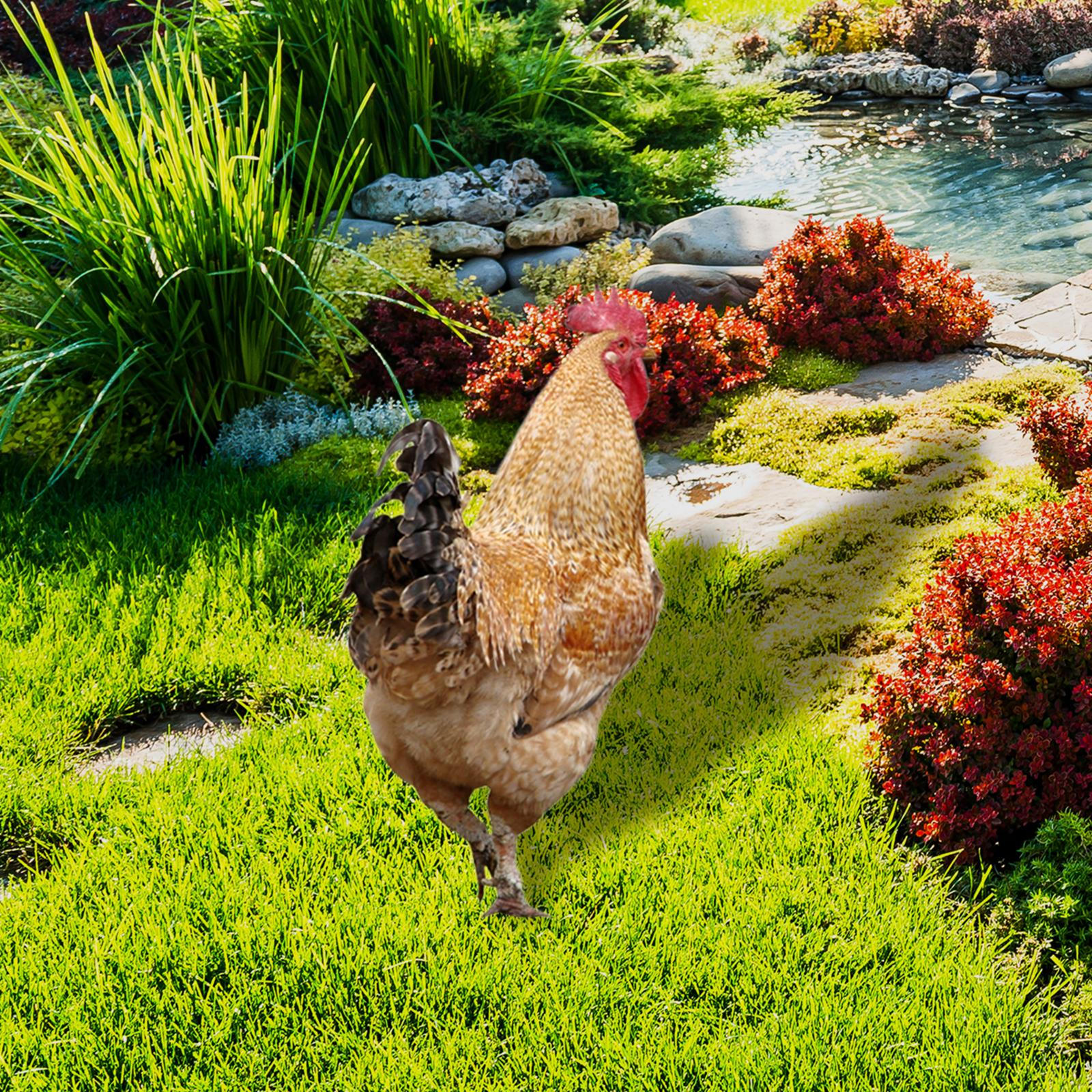 

Статуя куриного животного, колья украшают акриловый атмосферостойкий знак декоративный Style A