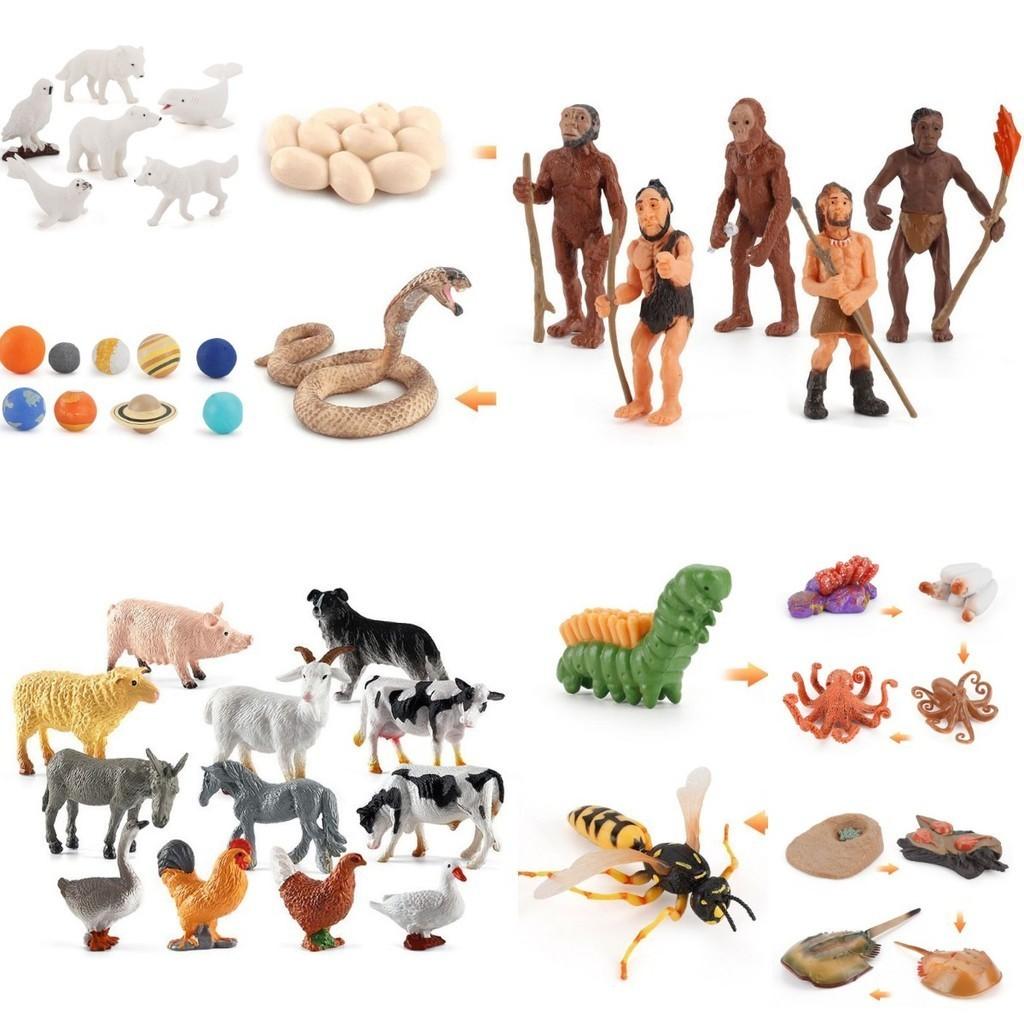 Enchanting Simulation Solid Turtle Chick Frog Animal Growth Cycle Montessori Teaching Aids For Unique Gifts And Decorative Accents