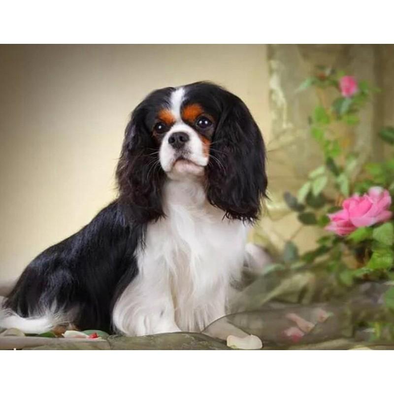 

5D DIY Алмазная картина Полный круглый смолы Алмазная вышивка Собака Животное Изображение Стразы Алмазная мозаика Домашний декор Full Round 25x35cm