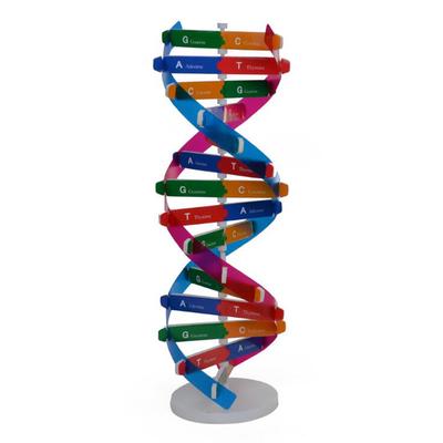 DIY Human Genes DNA Models Science Popularization Teaching Science Tools