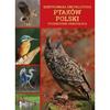 Encyklopedia Ptaków Polski Przewodnik Ornitologa Książka Twarda Oprawa