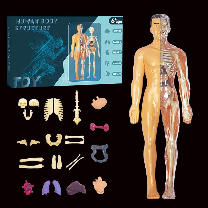 Children's 3D Human Body Skeleton & Organ Anatomy Educational Model 