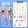 HYEANHLPYE Human Anatomy Model Toy, Transparent Full Body Human Blood Vessel Model Toy, Mannequin, Removable Organs and Skeleton Model, Disassembly Pu