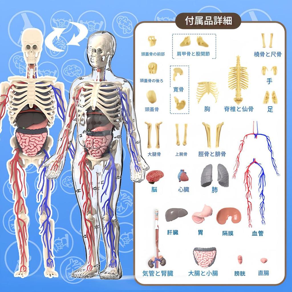 HYEANHLPYE Human Anatomy Model Toy, Transparent Full Body Human Blood Vessel Model Toy, Mannequin, Removable Organs and Skeleton Model, Disassembly Pu