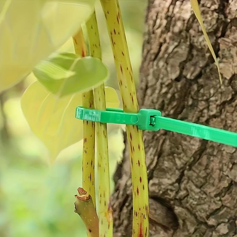 100 Stück Strapazierfähiges Pflanzen-Grün-Stütz-Befestigungskabel, Geeignet für Topfpflanzen und Gartengestaltung