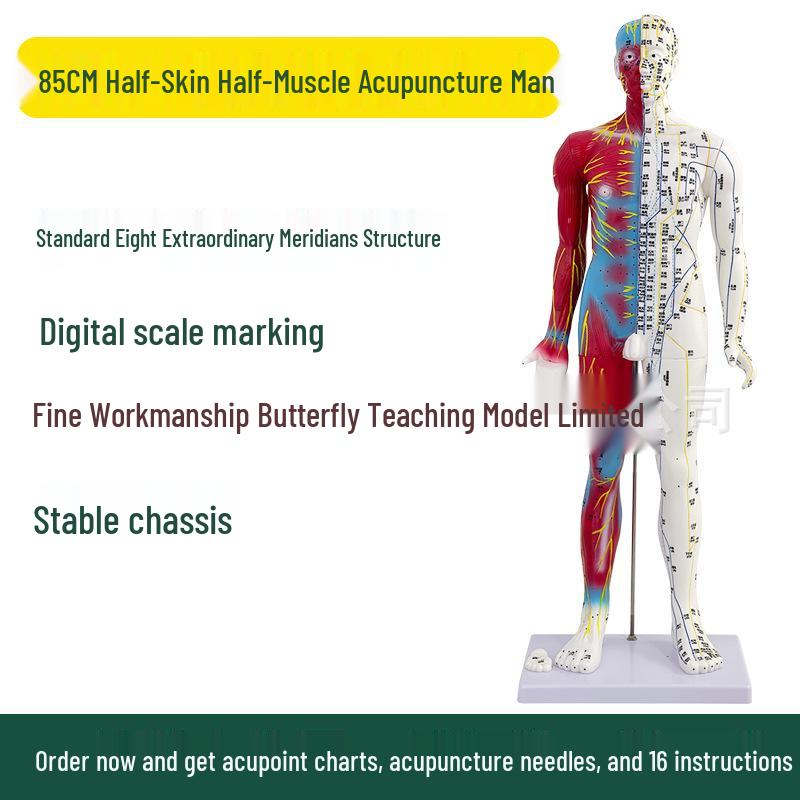 Ultra-Clear Silicone Model: Acupuncture & Meridians Teaching for Tuina Massage Practice