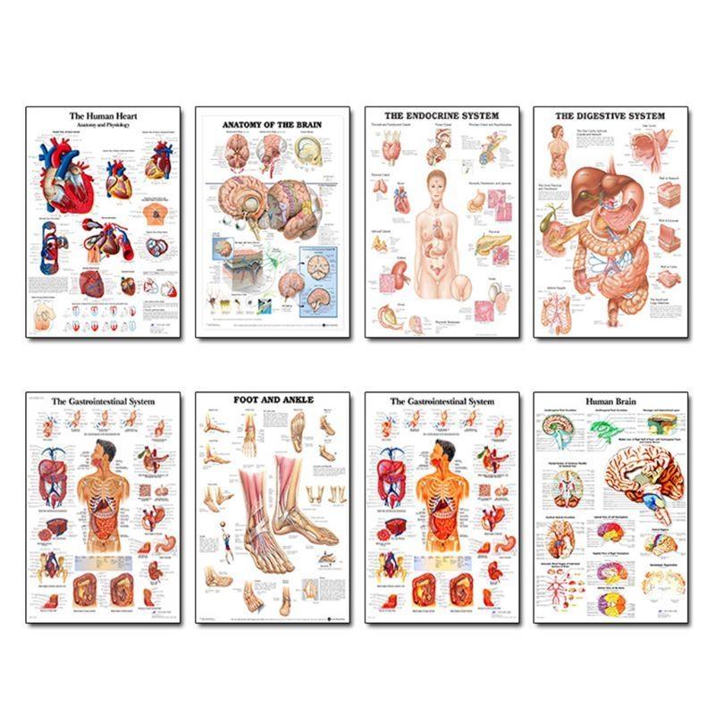 Muskel- und Skelettsystem Anatomisches Poster-Set Menschliches Skelett & Muskelanatomie Einseitig 19" x 27"""