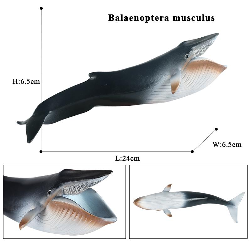 Oenux Ocean Animal Savage Megalodon Beluga Big Shark Orca Sperm Blue Whale Action Figures Sea Life Model Educational Kids Toy