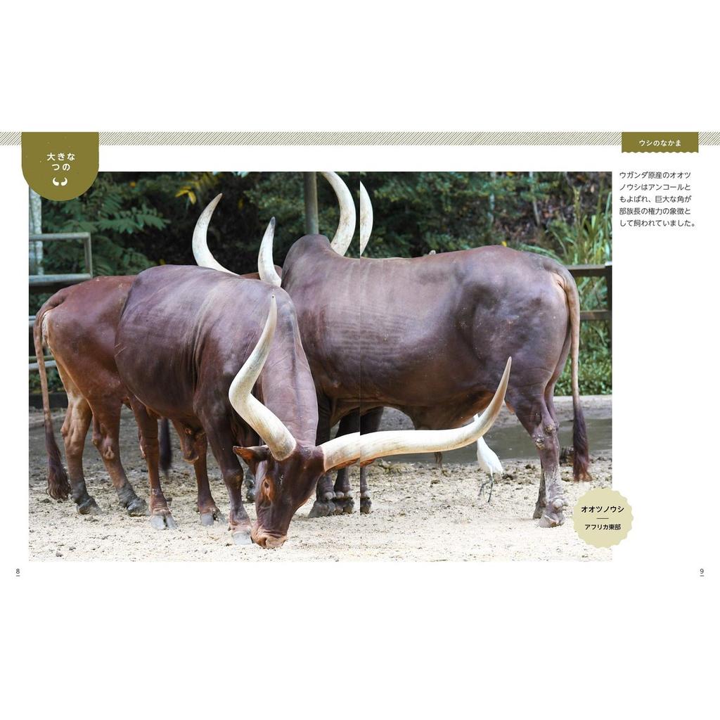 Animal Photo Book Horns and Antlers Comparison Ikimono Shashinkan 3 Japanese Picture Book