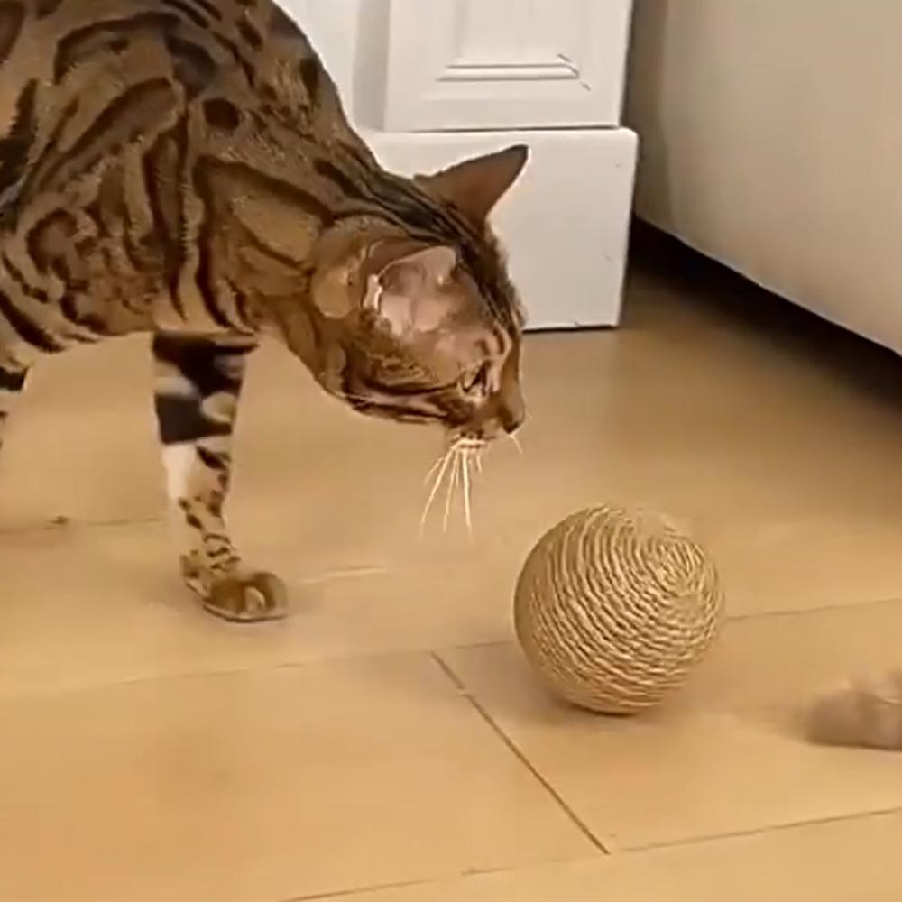 Cat Scratching Ball Toy Bite-resistant Kitten Interactive Chew Toys Funny Cat Scratcher Pet Supplies