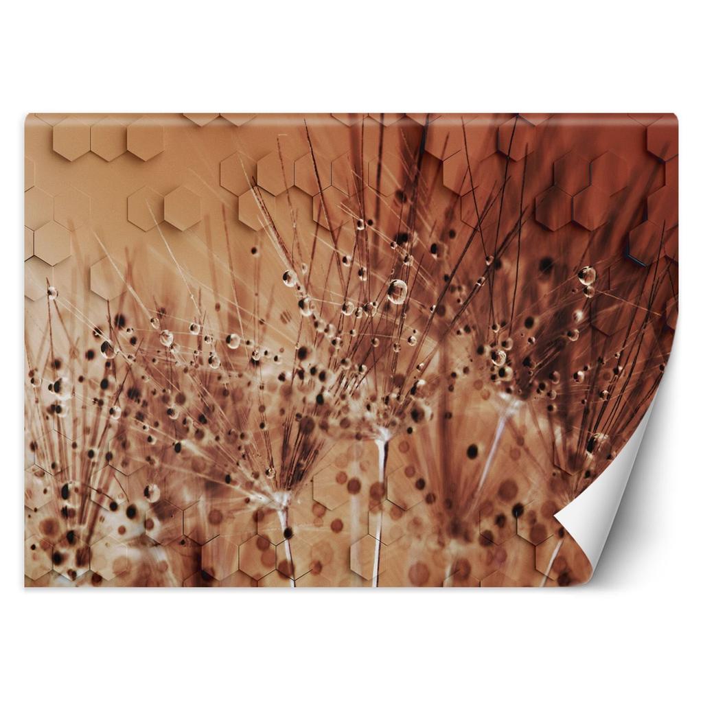 Wallpaper Dandelion Dewdrops Brown