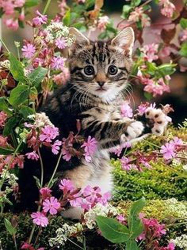 Nový příchod Diamantová malba Zvířátka Křížkový steh Plný kulatý vrták Kočka Diamantové vyšívání Prodej Domácí dekorace Obrázek