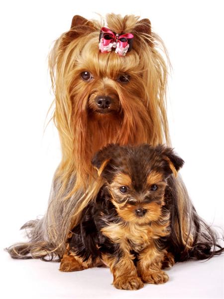 Diamentowe Malowanie Pies Zwierzę Diament Haft Yorkshire Terrier Mozaika Dekoracja Malowanie Diamentami