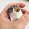 Non-Finished Cat Wool Needle Felting Kit Handmade DIY Material Bag  Handmade Project