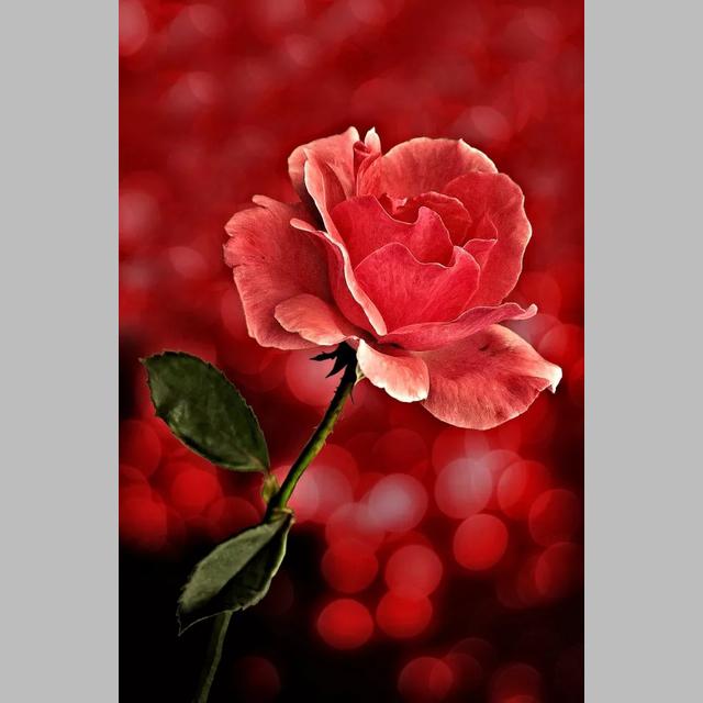 DIY 5D Diamond Painting Bright Roses Diamond Mosaic Cross Stitch Kits Home Decoration Full Round Diamond Embroidery