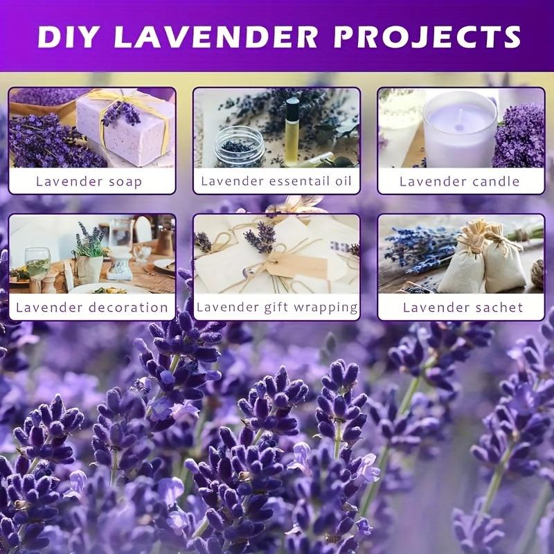 Premium Dried Lavender, 42.93cm, 100Stems. Natural decor for home, weddings & gifts. No power needed.